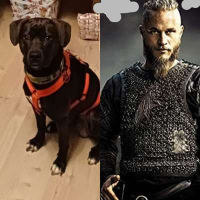 Wie heißt dein Hund?-Beitrag-Bild