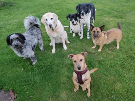 Wo sind die Mischlinge?-Beitrag-Bild