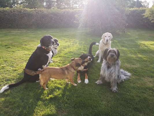 Die Dogorama Kalender Challenge Titelbild-Beitrag-Bild