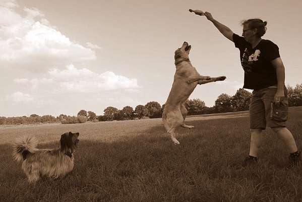 Dogorama Photo Challenge - Hündchen streckt dich-Beitrag-Bild