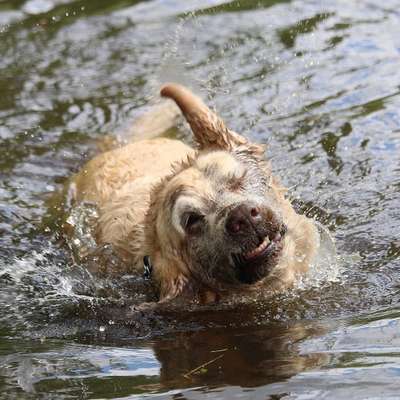 Fotowettbewerb: Wasserratte-Beitrag-Bild