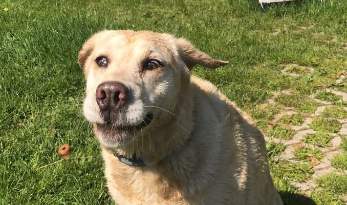 Fotowettbewerb ,,mein gruseliger Hund"-Beitrag-Bild