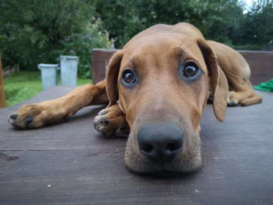 Foto-Challenge: Der schmollende Hund-Beitrag-Bild