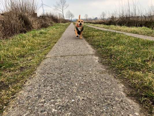 156. Fotochallenge *** DEIN HUND UND DIE WUNDERSCHÖNEN WOLKEN ***-Beitrag-Bild
