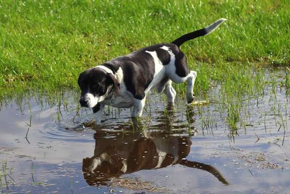 Dogorama Photo Challenge - Spieglein Spieglein . . .-Beitrag-Bild