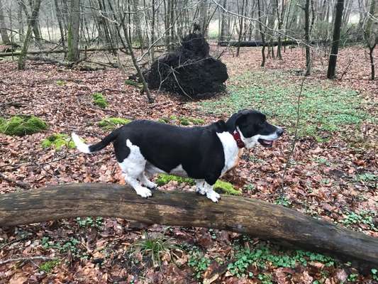 31. Collagen Challenge - Bänke/ Steine /Baumstümpfe-Beitrag-Bild