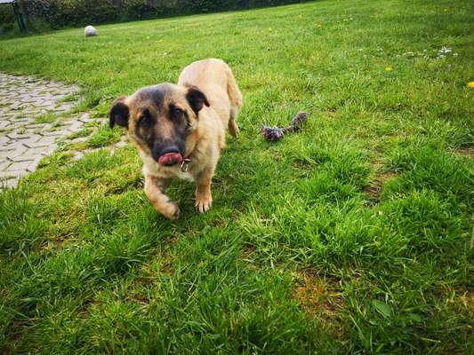 Corgis und ihre persönlichen Hofangestellten-Beitrag-Bild