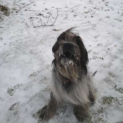 Foto-Challenge: Der schmollende Hund-Beitrag-Bild