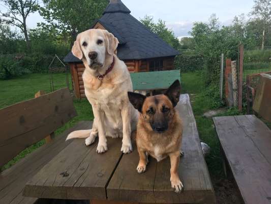 31. Collagen Challenge - Bänke/ Steine /Baumstümpfe-Beitrag-Bild