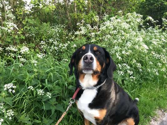 Foto-Challenge: Der schmollende Hund-Beitrag-Bild