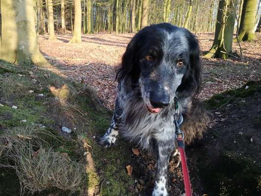 Fotowettbewerb "Liebeserklärung an deinen Hund!"-Beitrag-Bild