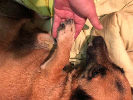 157 Fotochallege- Gib mir Deine Pfote und ich schenke Dir mein Herz-Beitrag-Bild