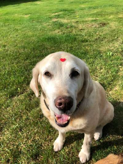 67. Handy Foto Challenge: Rotes Herz-Beitrag-Bild