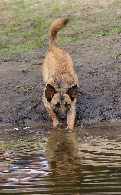 Dogorama Photo Challenge - Spieglein Spieglein . . .-Beitrag-Bild