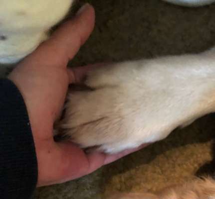 157 Fotochallege- Gib mir Deine Pfote und ich schenke Dir mein Herz-Beitrag-Bild