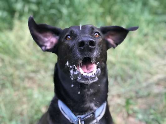 Fotowettbewerb ,,mein gruseliger Hund"-Beitrag-Bild