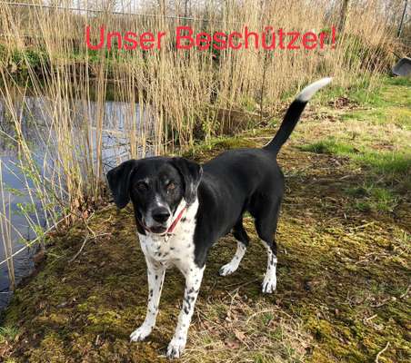 Fotowettbewerb "Liebeserklärung an deinen Hund!"-Beitrag-Bild