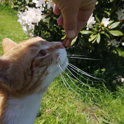 Andere Haustiere?-Beitrag-Bild