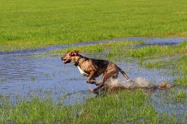 Dogorama Photo Challenge - Spieglein Spieglein . . .-Beitrag-Bild