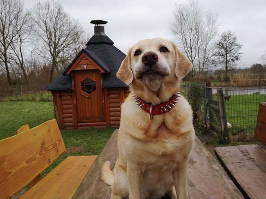 Foto-Challenge: Der schmollende Hund-Beitrag-Bild