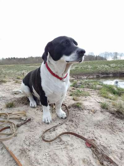 Auslandstierschutz-Beitrag-Bild