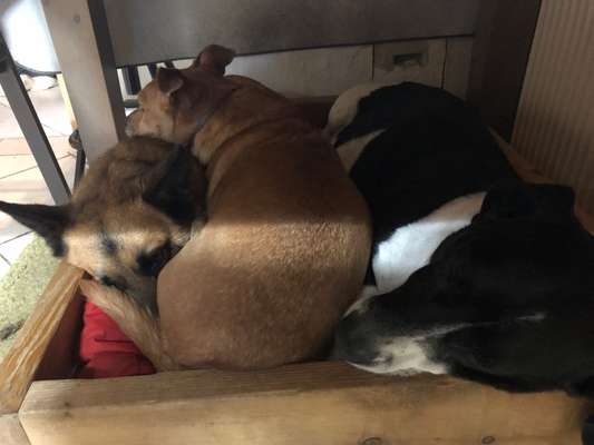 Foto-Challange: Schmuse-/Kuschel-/Ruhemodus-Beitrag-Bild