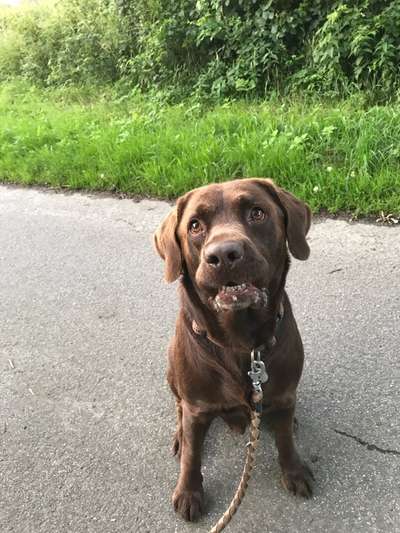 Foto-Challenge: Der schmollende Hund-Beitrag-Bild