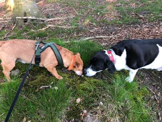 Fotowettbewerb : Hundekommunikation-Beitrag-Bild