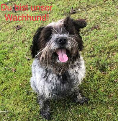 Fotowettbewerb "Liebeserklärung an deinen Hund!"-Beitrag-Bild