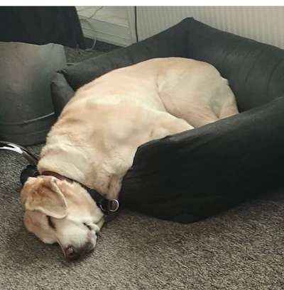 Foto Challenge Thema "Gummihund😁"-Beitrag-Bild