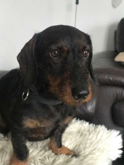 Hunde Porträt (Portrait) Galerie....-Beitrag-Bild