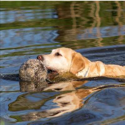 Dogorama Photo Challenge - Spieglein Spieglein . . .-Beitrag-Bild