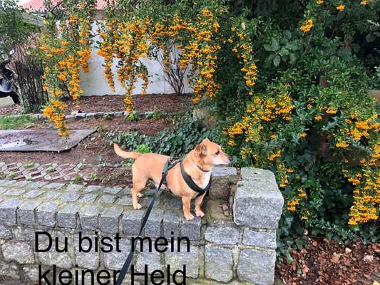 Fotowettbewerb "Liebeserklärung an deinen Hund!"-Beitrag-Bild