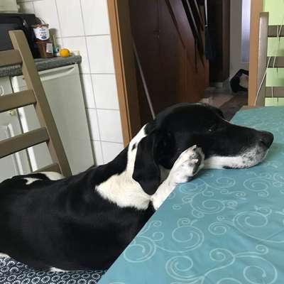 Foto-Challenge: Der unschuldige Hund:"Ich war's nicht!"-Beitrag-Bild