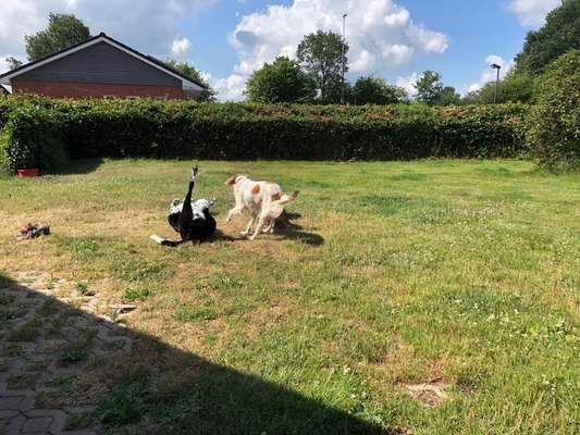 156. Fotochallenge *** DEIN HUND UND DIE WUNDERSCHÖNEN WOLKEN ***-Beitrag-Bild