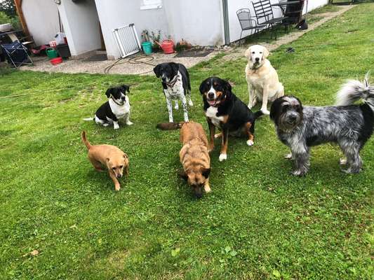 Wo habt ihr eure Hunde her ?-Beitrag-Bild