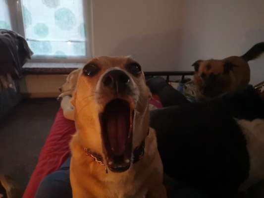 85. Foto Challenge : Schosshund-Beitrag-Bild