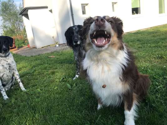 Fotowettbewerb ,,mein gruseliger Hund"-Beitrag-Bild