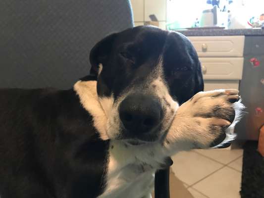 Bild wo euer Hund quatsch macht-Beitrag-Bild