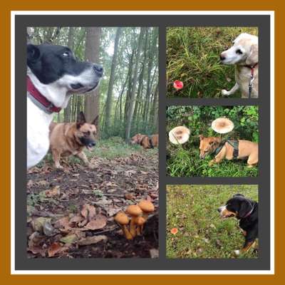 59. Foto-Collagen- Challenge: Pilze-Beitrag-Bild