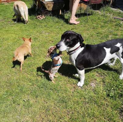 Helikopter Hundehalter!-Beitrag-Bild