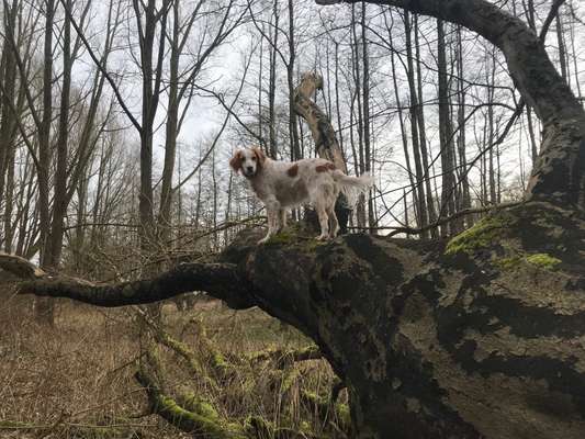 Foto -Challenge  Thema : Dein Hund Im Wald-Beitrag-Bild