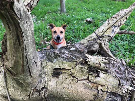 31. Collagen Challenge - Bänke/ Steine /Baumstümpfe-Beitrag-Bild