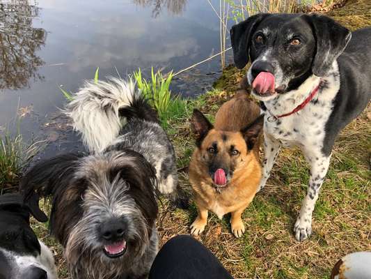 Stumpfes Fell-Beitrag-Bild