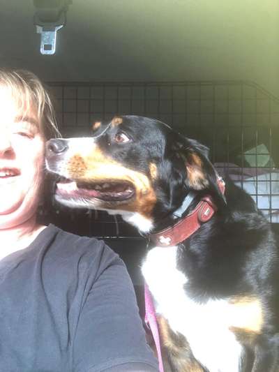 Foto Challenge Thema "Hunde im Auto"-Beitrag-Bild