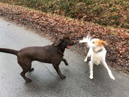 Fotowettbewerb : Hundekommunikation-Beitrag-Bild