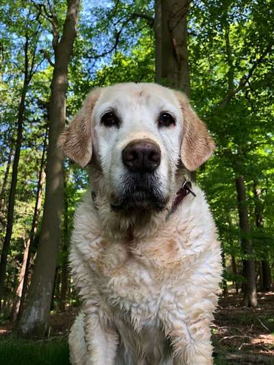 Foto -Challenge  Thema : Dein Hund Im Wald-Beitrag-Bild