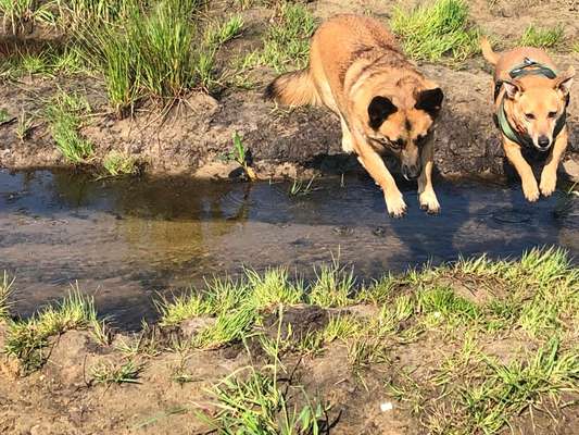 61. Handyfotochallenge - der springende Hund-Beitrag-Bild