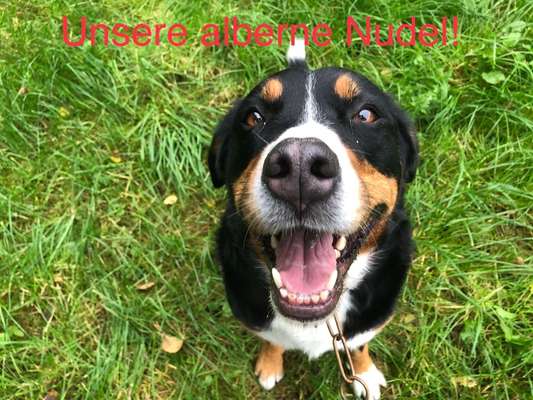 Fotowettbewerb "Liebeserklärung an deinen Hund!"-Beitrag-Bild