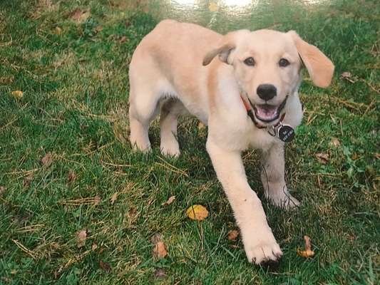 Welpen Bilder !-Beitrag-Bild